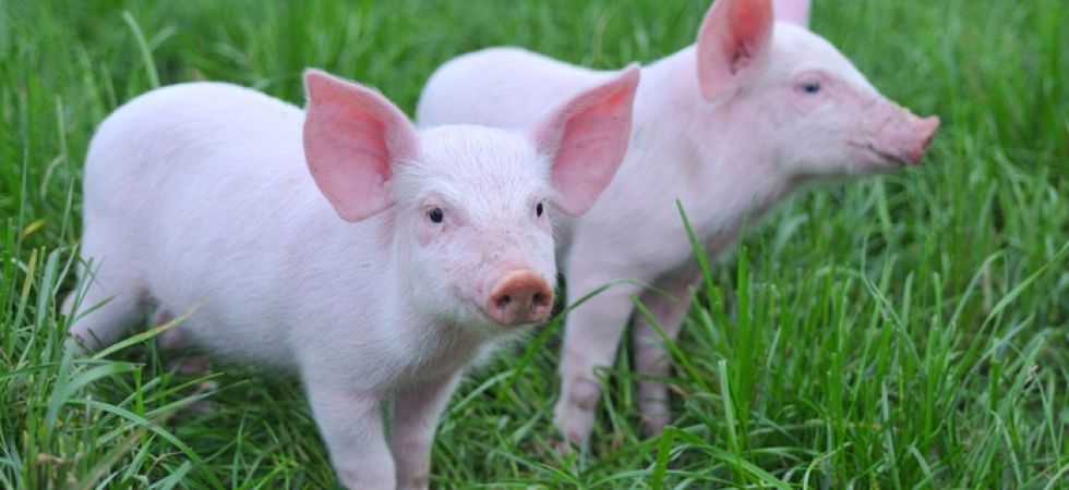 Pig Farming