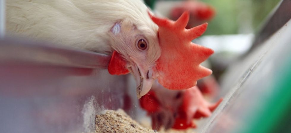 Poultry