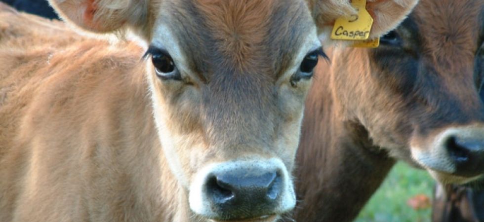 Livestock
