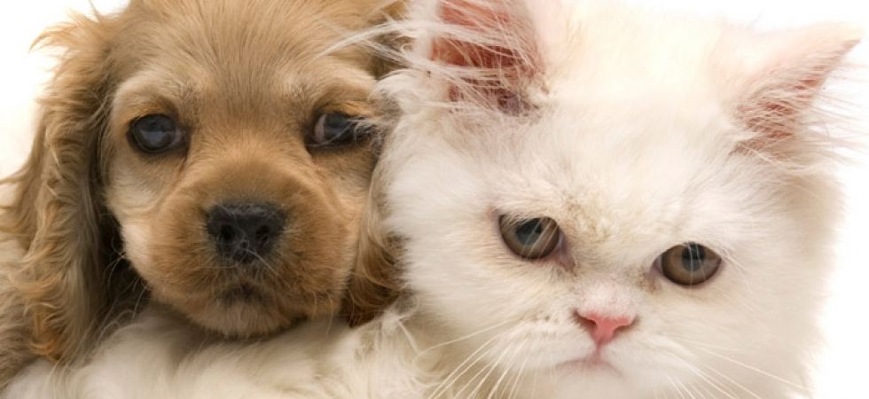 Pets