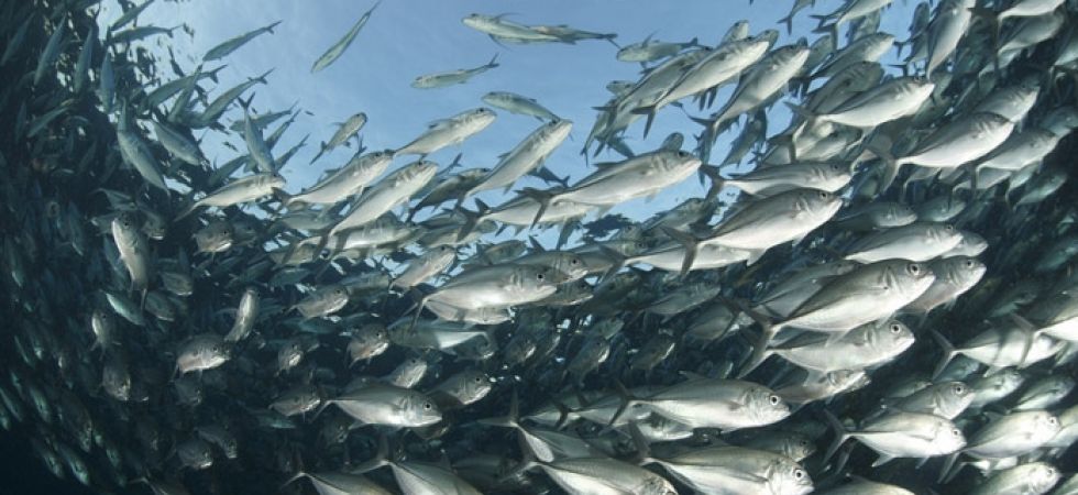 Aquaculture